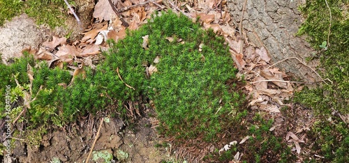 green moss on the ground in the forest, closeup of photo