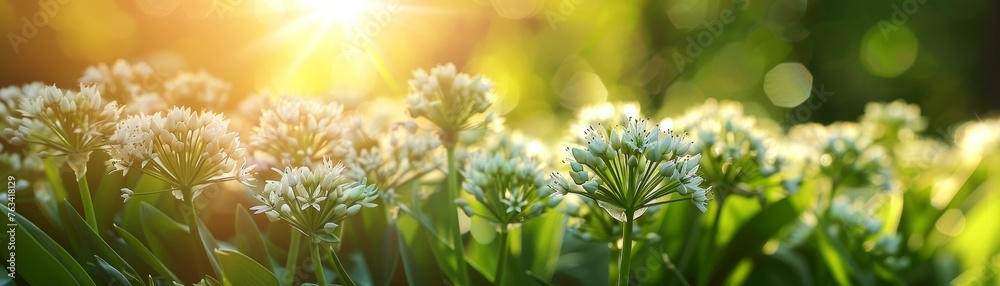 Medicinal herbs plants background - Close up of blooming wild garlic - obrazy, fototapety, plakaty 