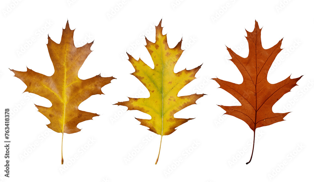 Collection of autumn oak leaves cut out on transparent background. Set of dry fall oak leaf for design. Collection of autumn oak leaves cut out on transparent background. Set of dry fall oak leaf for design.
