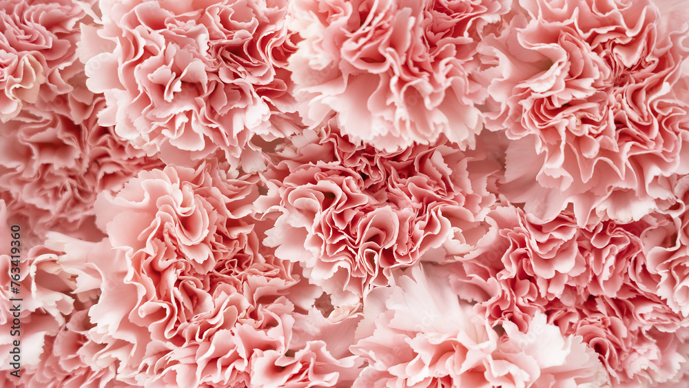 Background of many pink carnations flower. Greeting card. Birthday, Wedding, Mothers Day, Valentines day, March 8, Womens Day.