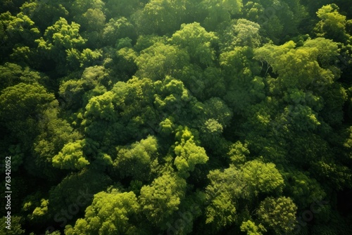 Aerial shot of a dense forest canopy dappled in sunlight
