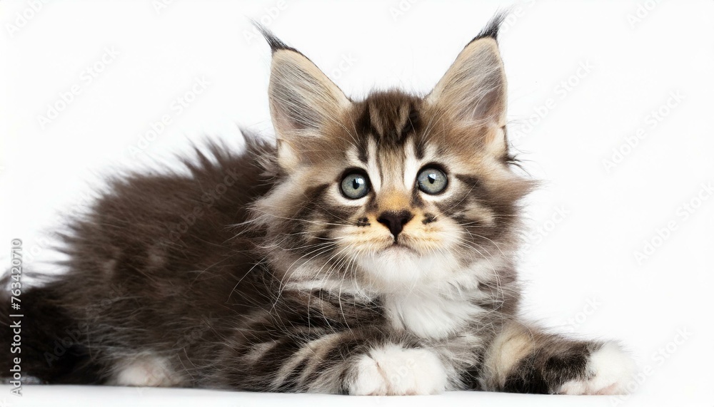 Portrait of domestic Maine Coon kitten - almost 1 month old. Cute young cat laying and looking at camera. Curious young striped tabby kitty isolated on white background