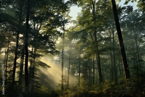 Early morning light kissing the treetops in the woods