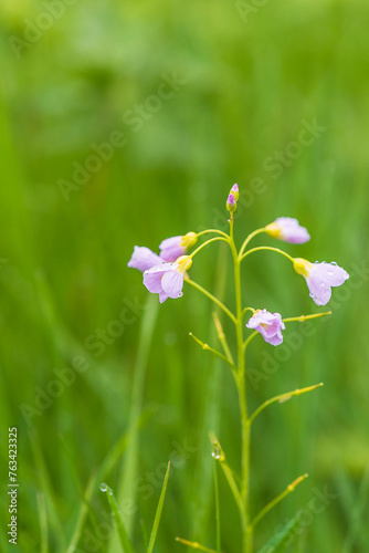 Spring flower with water drops on a green natural background