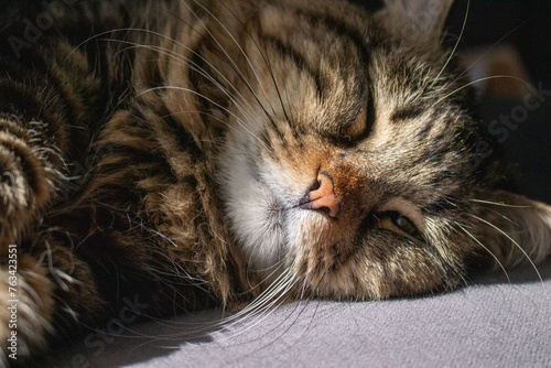 Fototapeta Naklejka Na Ścianę i Meble -  Peaceful sleeping cat