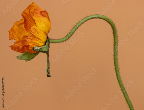 Nature background with close up of single orange poppy flower