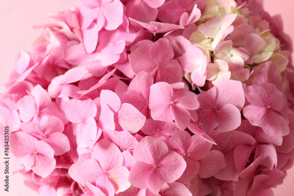 delicate pink hydrangea, close up
delicate pink hydrangea, close up