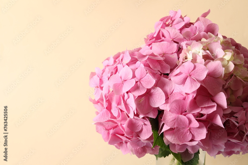 Fototapeta premium delicate pink hydrangea, close up 