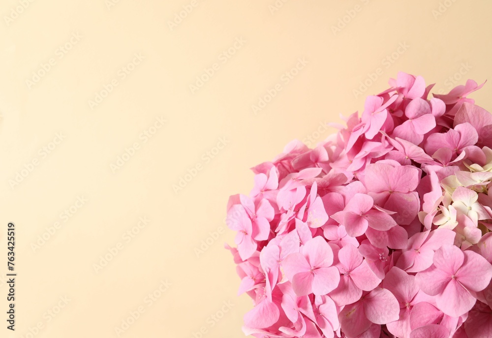 Fototapeta premium delicate pink hydrangea, close up 