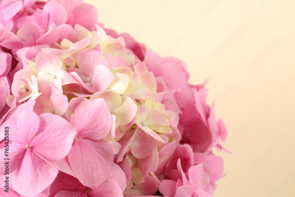 delicate pink hydrangea, close up
delicate pink hydrangea, close up