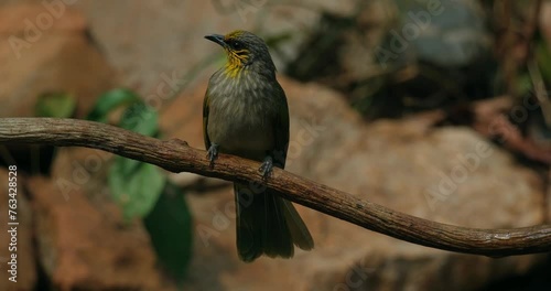 Stripe-throated Bulbul Pycnonotus finlaysoni, Thailand. Perched on vine while wagging and preening its tail after a bath.  photo