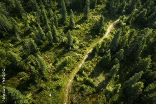 Aerial background of a serene forest with a clear  meandering hiking trail