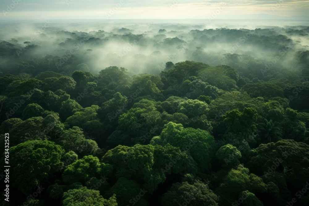Naklejka premium Aerial view of a dense forest canopy stretching to the horizon