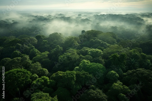 Aerial view of a dense forest canopy stretching to the horizon
