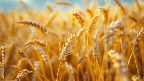 Fields of ripe wheat, ready for harvest, symbolizing prosperity and the agricultural roots of the Baisakhi festival