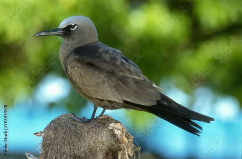 Noddi marianne,.Anous tenuirostris, Lesser Noddy, Seychelles photo