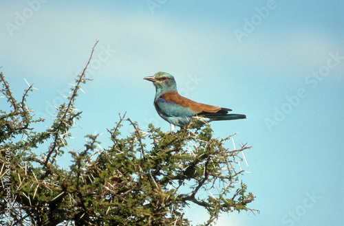 Rollier d'Europe,. Coracias garrulus, European Roller photo