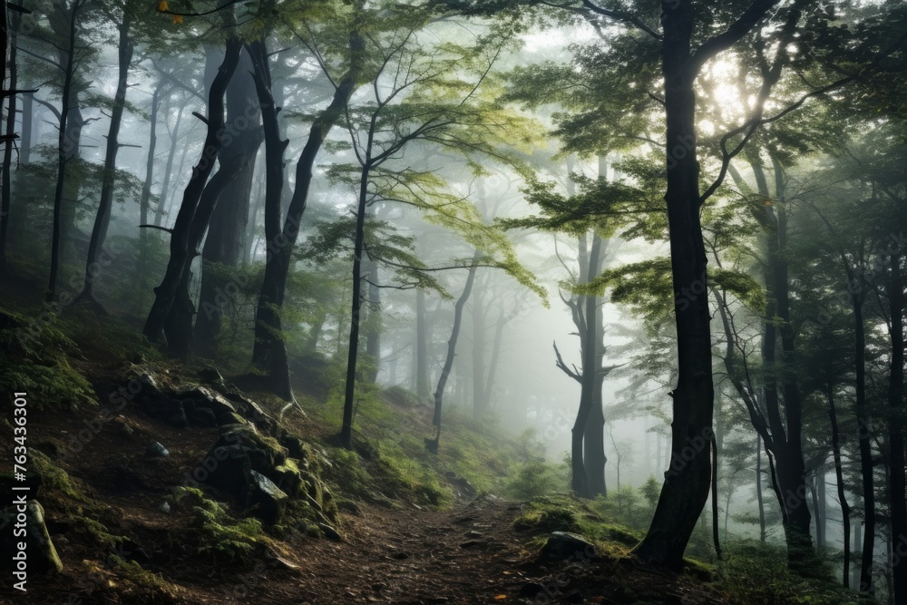 Mystic forest shrouded in early morning fog