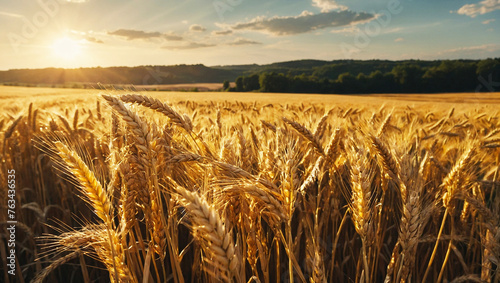 Golden wheat harvest 
