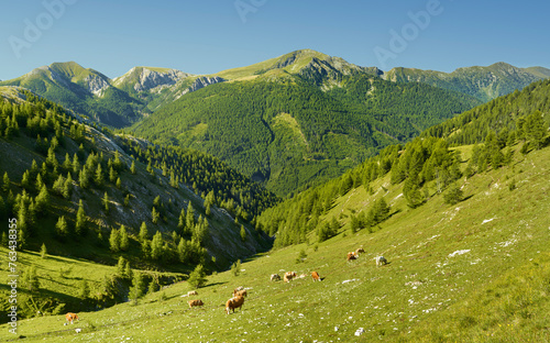 weidende Kühe, Pfannnock, Plattnock, nahe Eisentalhöhe, Nationalpark Nockberge, Kärnten, Österreich