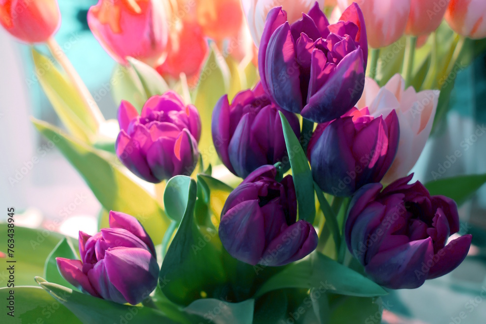 Obraz premium Bright purple tulips on a background of pink tulips. A riot of colors. Bright purple tulips on a background of pink tulips. Spring bouquet.