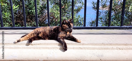A stray big cat lies importantly on a parapet near the Mediterranean Sea. photo