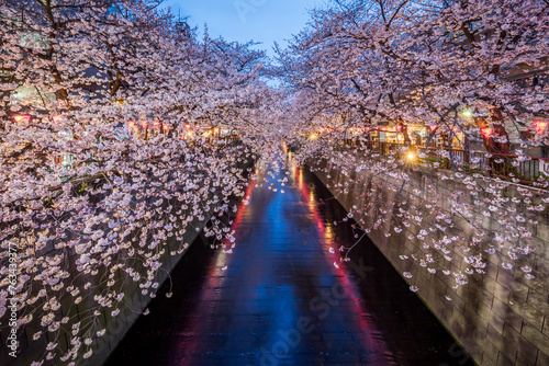 Canvas Print Nakameguro cherry blossom festival at night, Tokyo, Japan