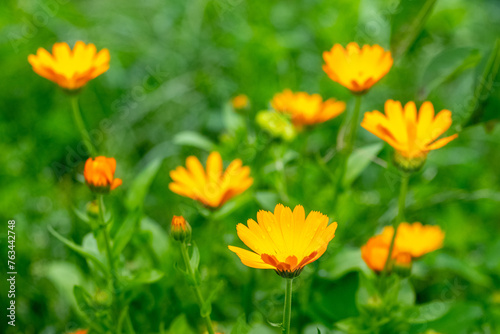 Calendula flowers in the garden on a blurred background