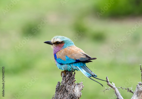 European roller colorful Bird on dry branch, green background. South Africa, Kruger National Park safari. small bird blue pink orange color. Wildlife animal wallpaper. Common Roller, Coracias garrulus © Sea_Inside_Soul