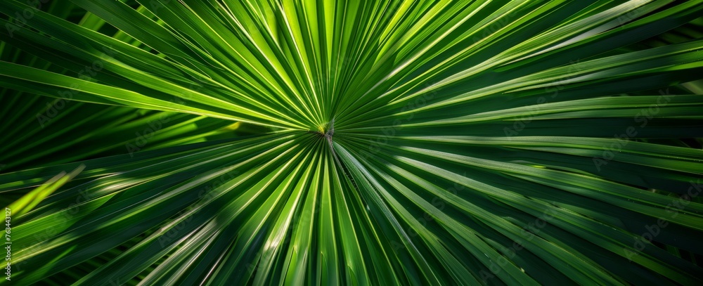 Obraz premium A detailed, close-up view of a single palm leaf, showing the intricate patterns and textures