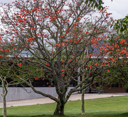 Unusual beautiful exotic tree Erythrina caffra, corallodendron. African flora, Coral blooming tree, without leaves, big bright red orange flowers. Spring october in South Africa. Trees collection photo