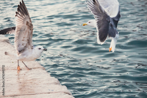 Seagulls