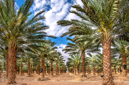 Plantation of date palms for healthy food production. Date palm is iconic ancient plant and famous food crop in the Middle East and North Africa, it has been cultivated for 5000 years