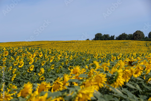 high-yielding field with yellow sunflower flowers, pollination © rsooll