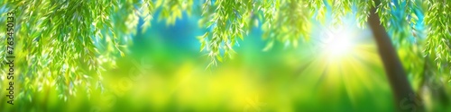 Abstract midsummer blurred illustration sun rays break through willow leaves. Background for design, place for text.