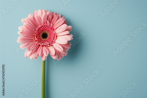 single pink gerbera daisy on a light blue background, a floral concept for Mother's Day