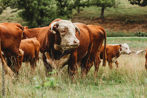 bull in pasture