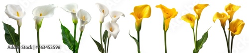 Collection set stalk of yellow white calla lily lilies flower floral plant with leaf leaves on transparent background cutout, PNG file. Mockup template artwork graphic design