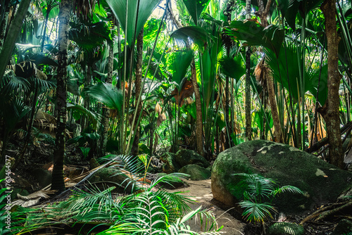 Tall plants surrounding a narrow path in a jungle