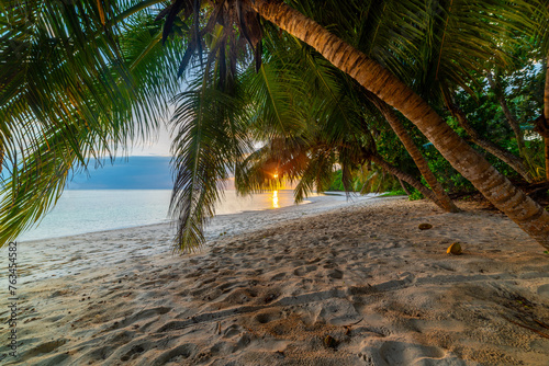 Palm trees by the sea in a tropical beach