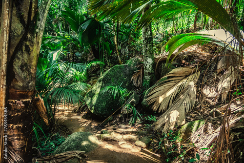 Path in a tropical jungle in Seychelles