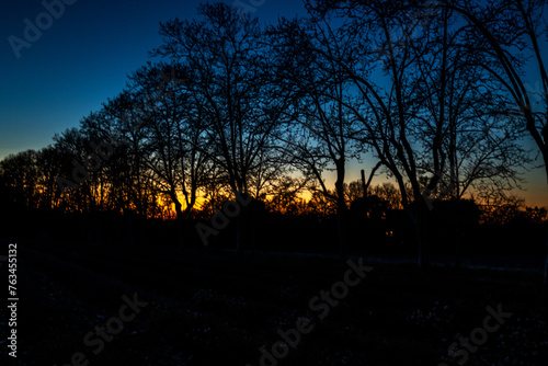 sunset in the woods  tree in the dark  sky  blue hour  tree  dark  light