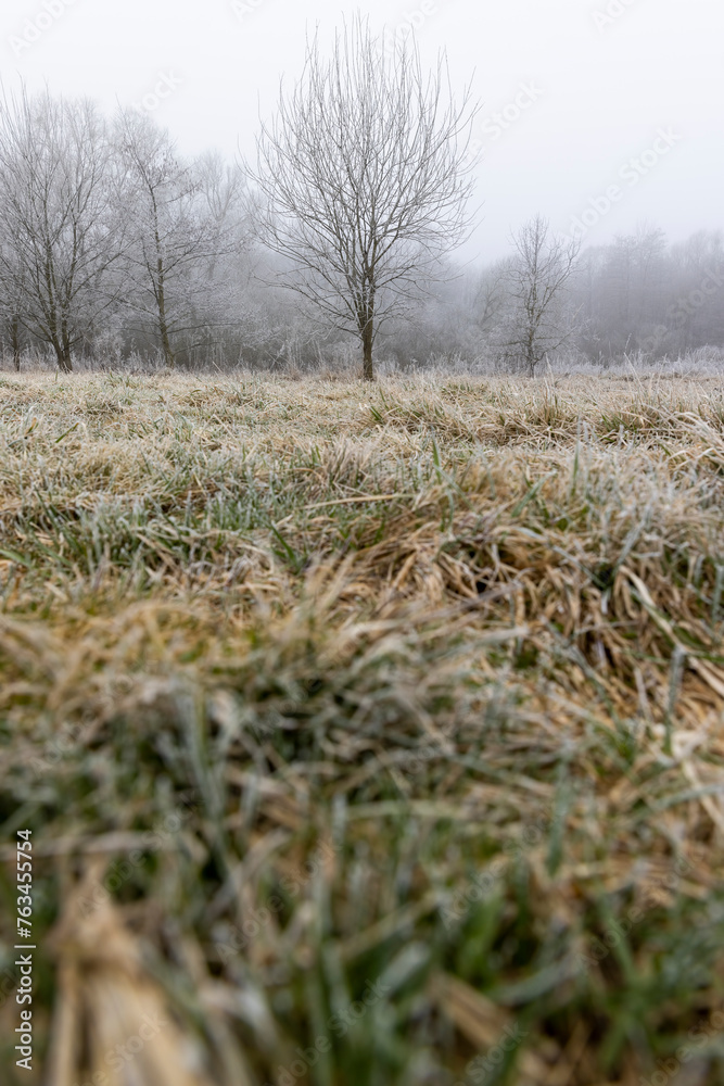Fototapeta premium trees after frosts in foggy weather