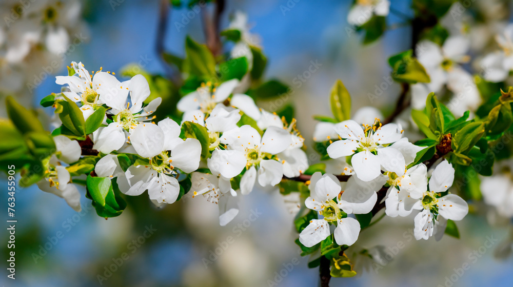 Spring white flowers on a tree branch Spring white flowers on a tree branch
