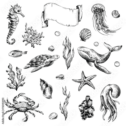 Underwater world clipart with sea animals whale, turtle, octopus, seahorse, starfish, shells, coral and algae. Graphic illustration hand drawn in black ink. Set of isolated objects EPS vector.