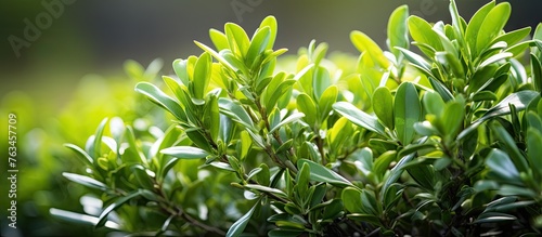 Close-up of green leaves on a bush in the sunlight