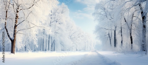 Snowy path through a forest