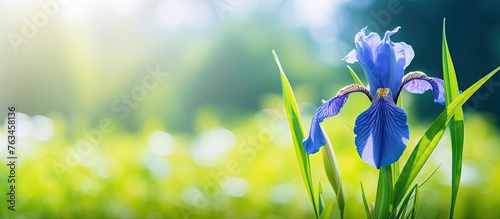 Blue iris blooming in lush garden