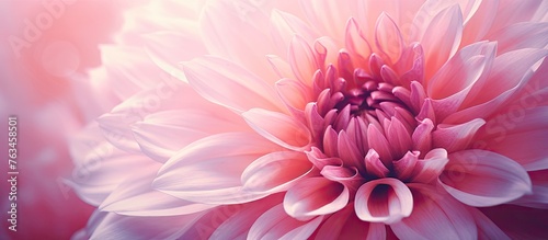 Close up of a pink daisy with a pink center © Ilgun