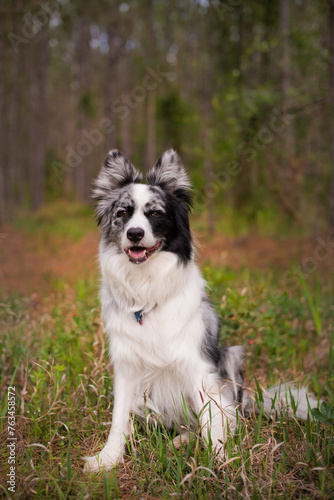 border collie in the park